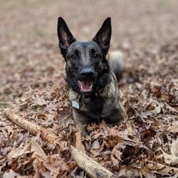 Yelp Review for Off Leash K9
